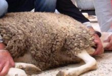 الذبح على الطريقة الإسلامية