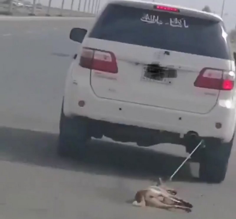 يعذب الكلب بطريقة وحشية