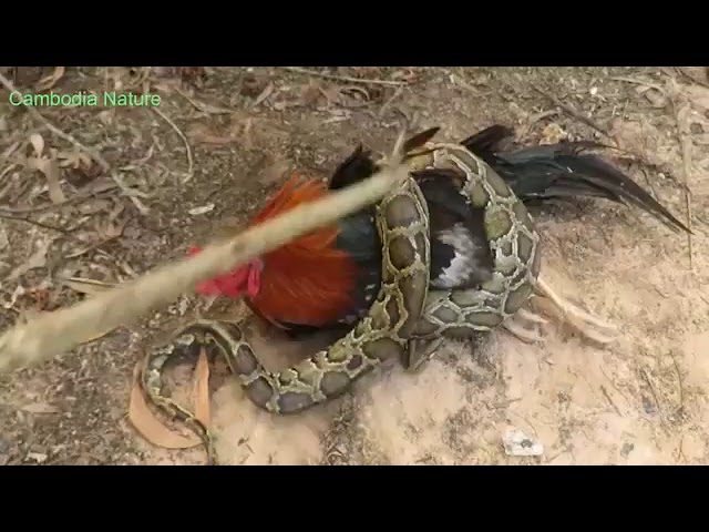 طفل آسيوي ينقذ ديك من أفعى