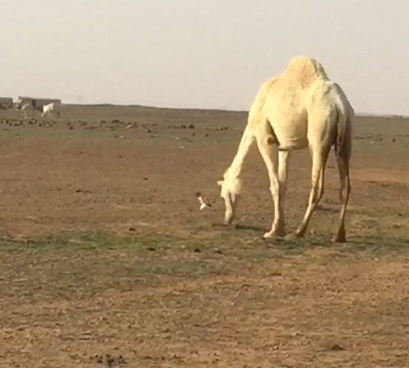 قبرة تتصدى لناقة